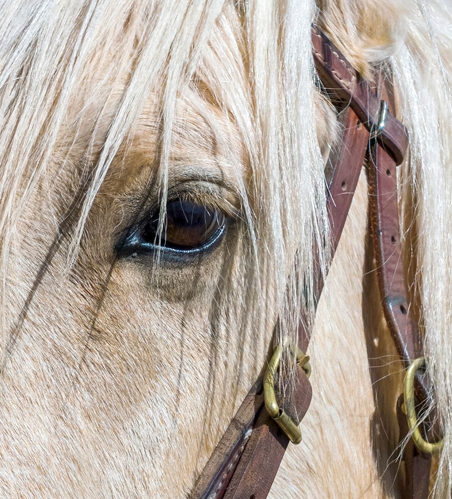Arizona-Scottsdale Close-up of horses eye and bridle  art print by Jaynes Gallery for $57.95 CAD